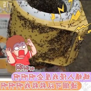 屋企 突然 好多螞蟻